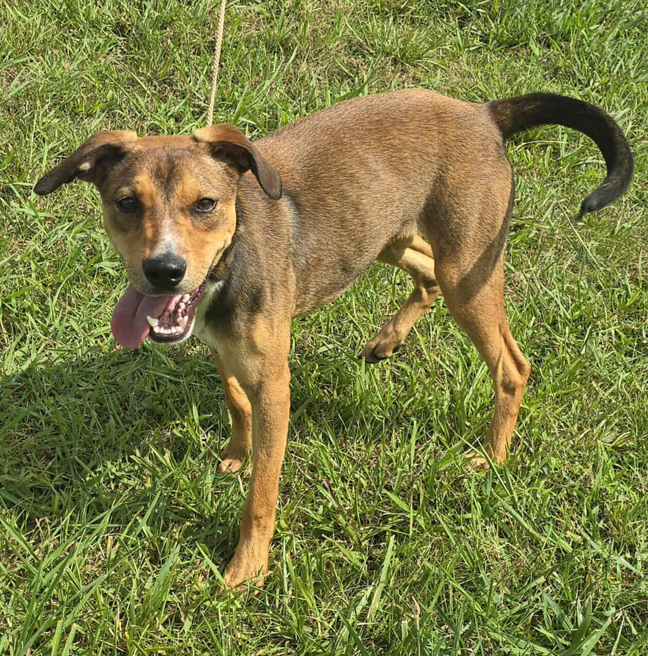 Tivoli *foster needed*