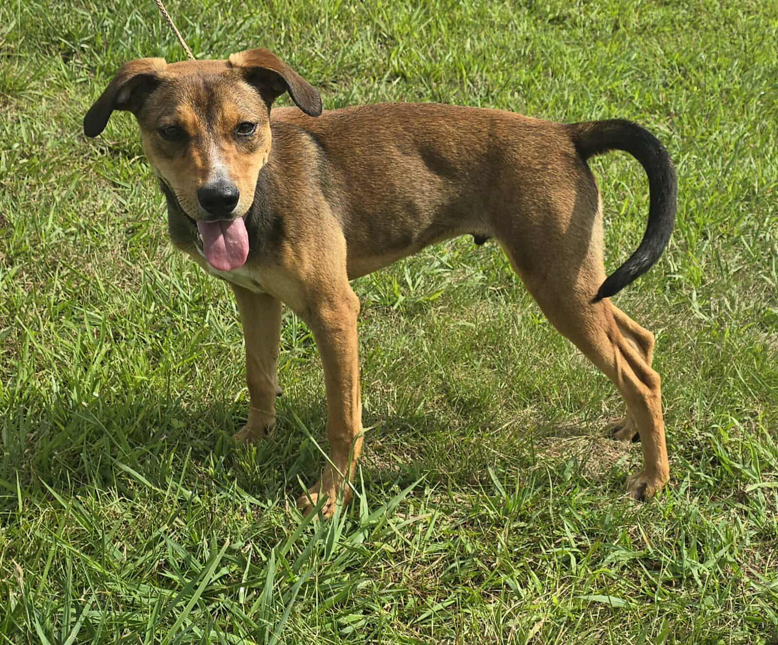 Tivoli *foster needed*