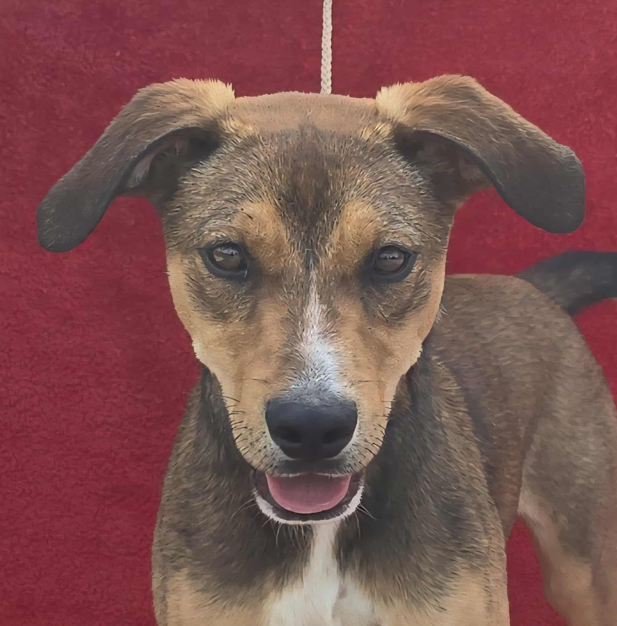 Tivoli *foster needed*