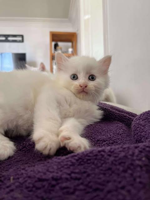 Aïoli, ADOPTABLE, Young Male Domestic Long Hair.