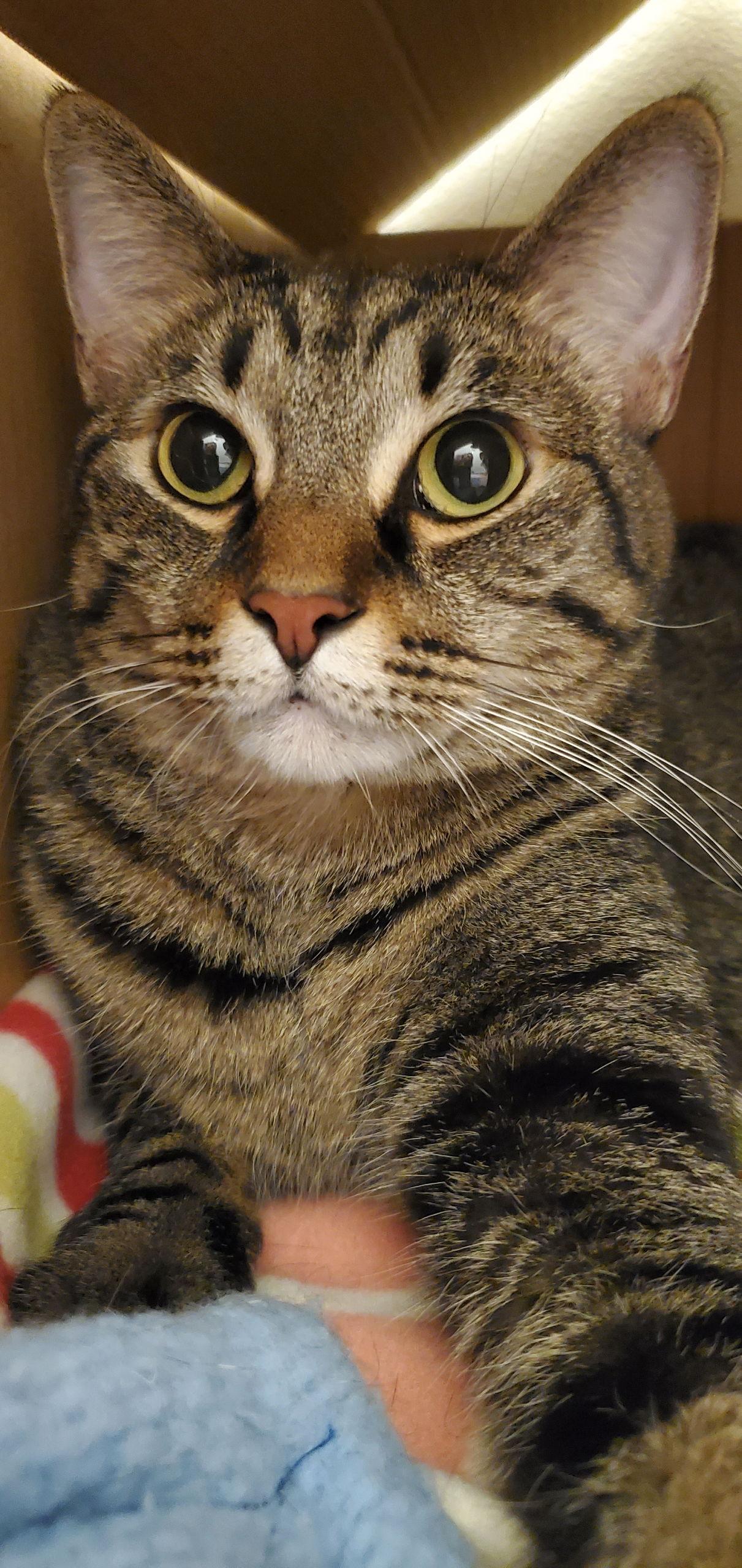 Enlarge LeeLoo, a Adoptable Domestic Short Hair in Riverside, CA image 1/3