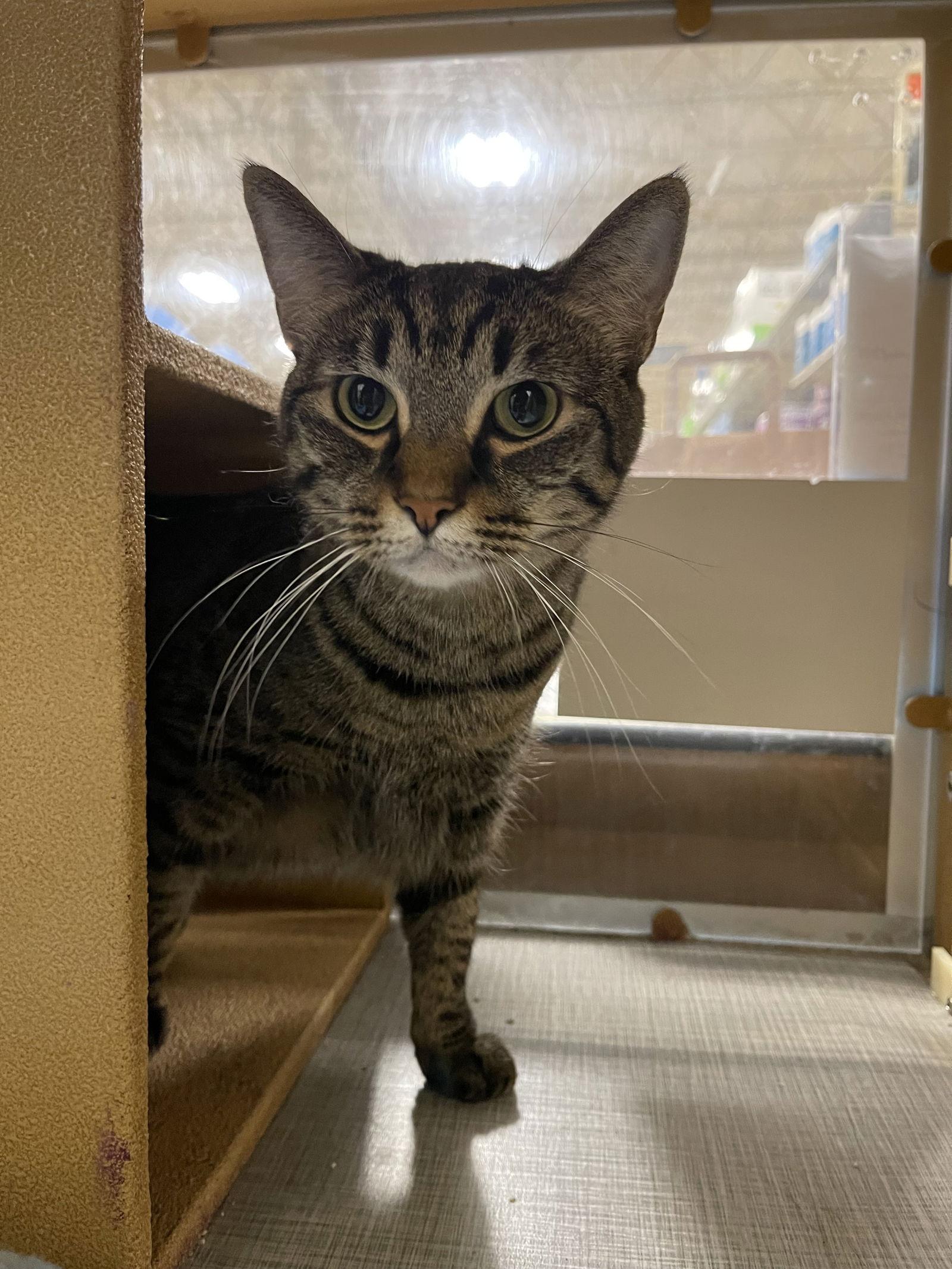 Enlarge LeeLoo, a Adoptable Domestic Short Hair in Riverside, CA image 2/3