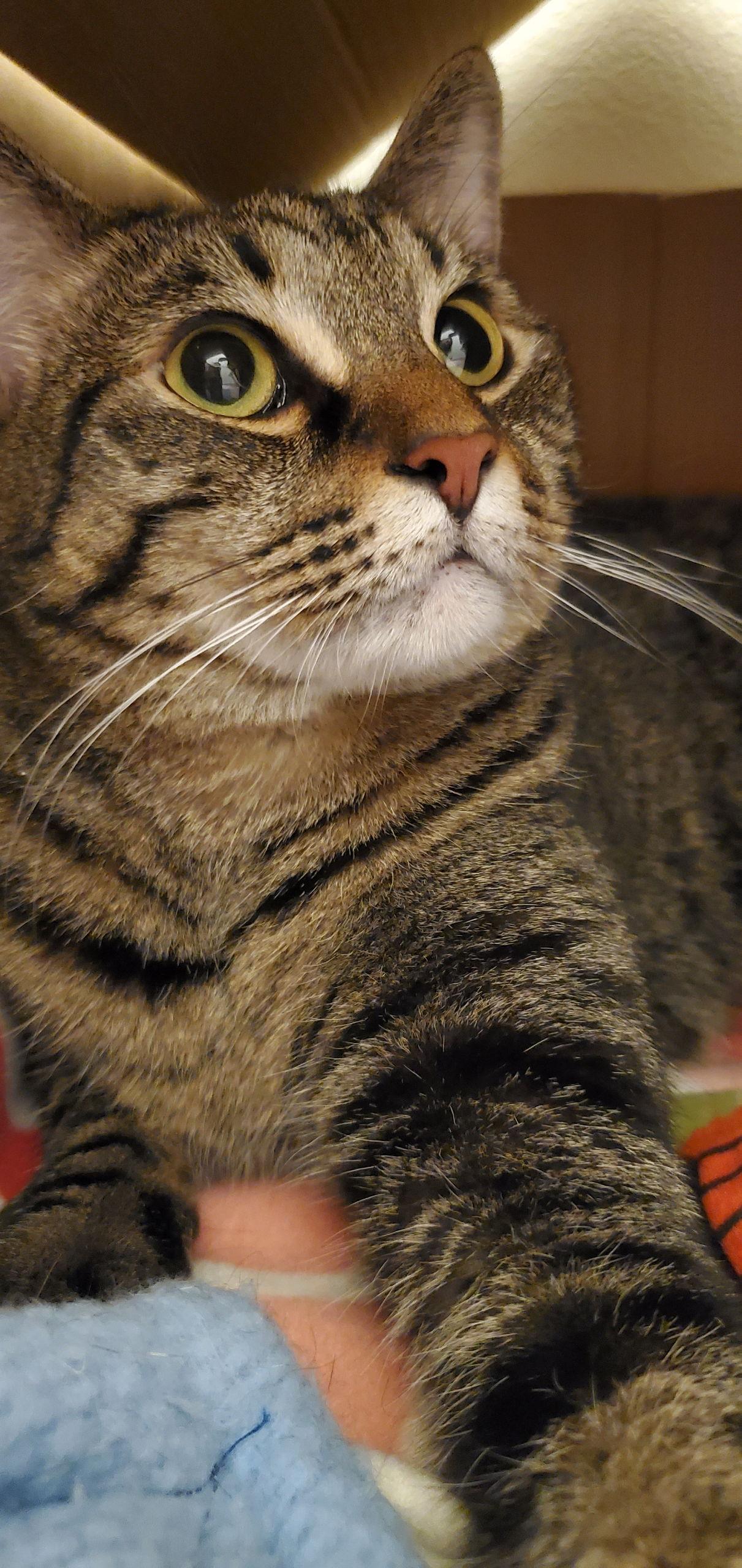 Enlarge LeeLoo, a Adoptable Domestic Short Hair in Riverside, CA image 3/3