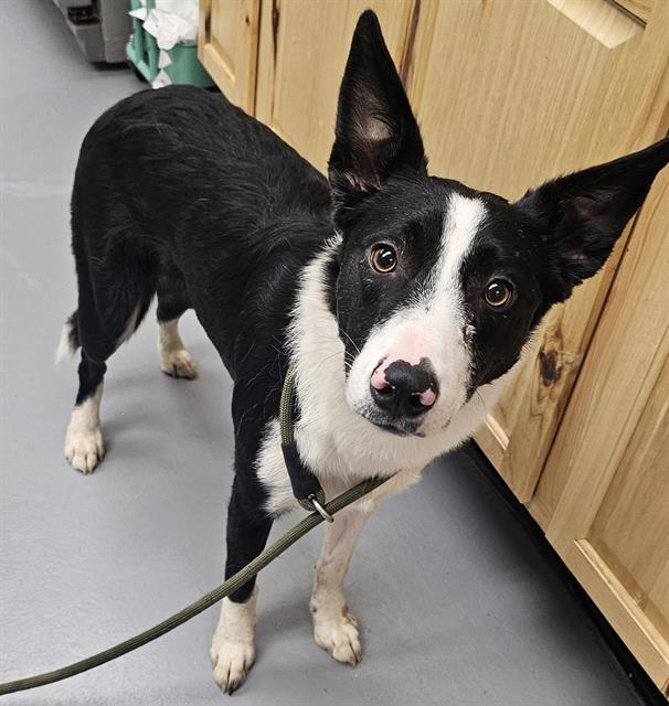 Enlarge Simon, a ADOPTABLE Border Collie in Phoenix, OR image 2/2