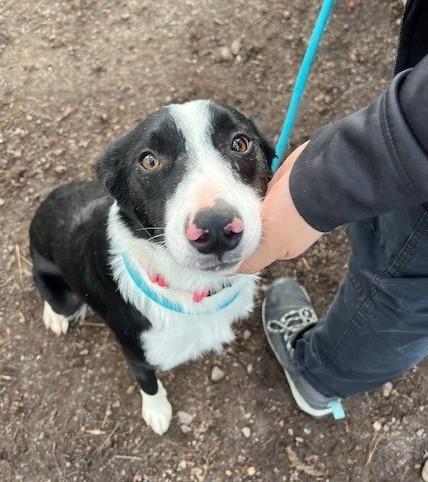 Simon, ADOPTABLE, Adult Male Border Collie.