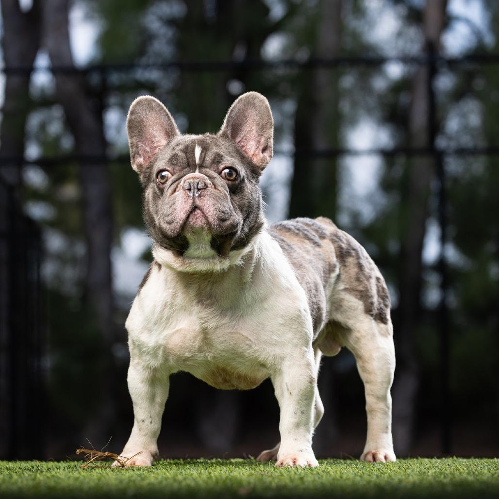 Beans — thumbnail 2