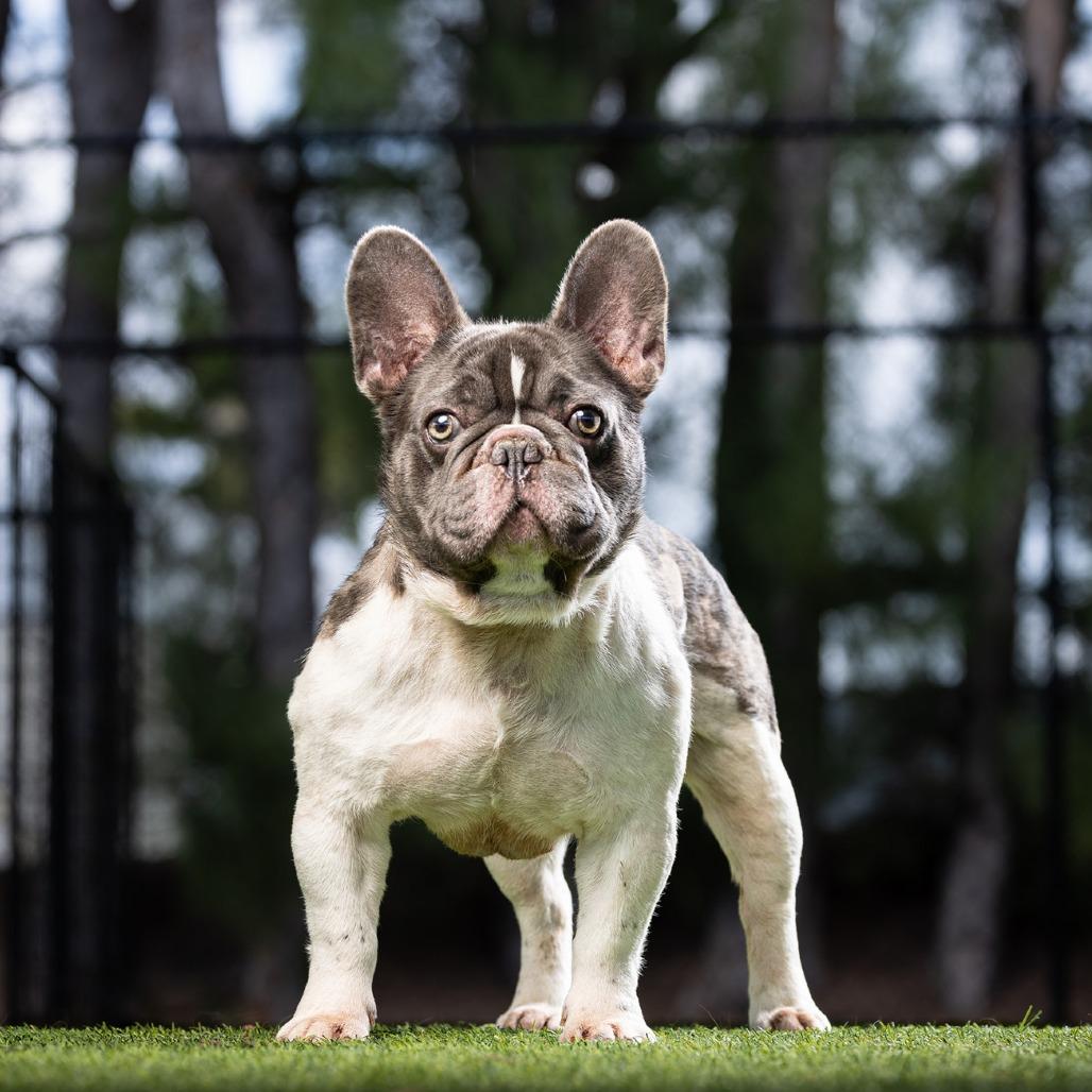 Beans — thumbnail 3