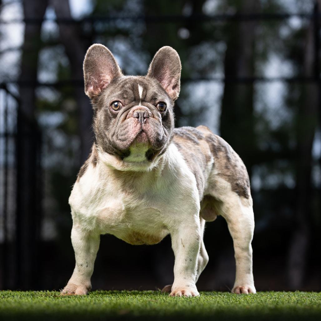 Beans — thumbnail 4