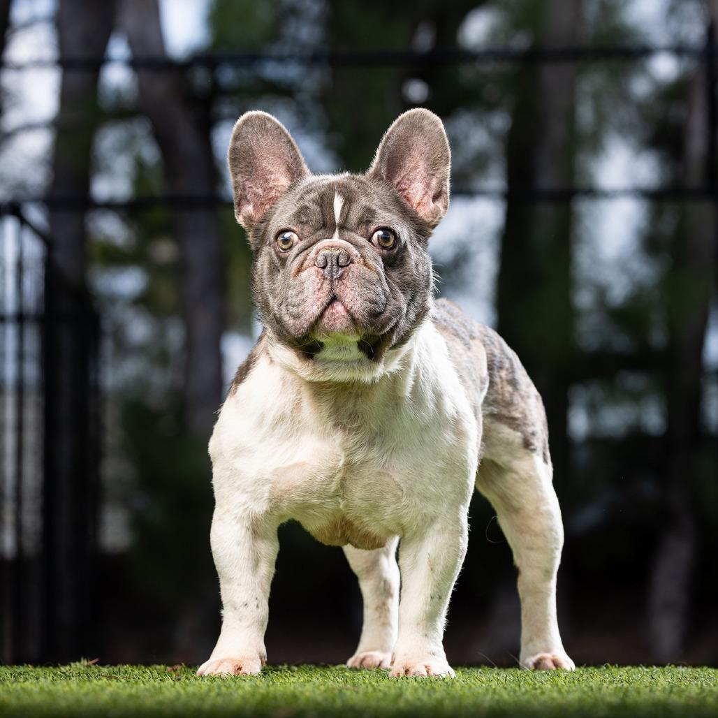 Beans — thumbnail 5