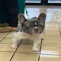 Beans — thumbnail 6