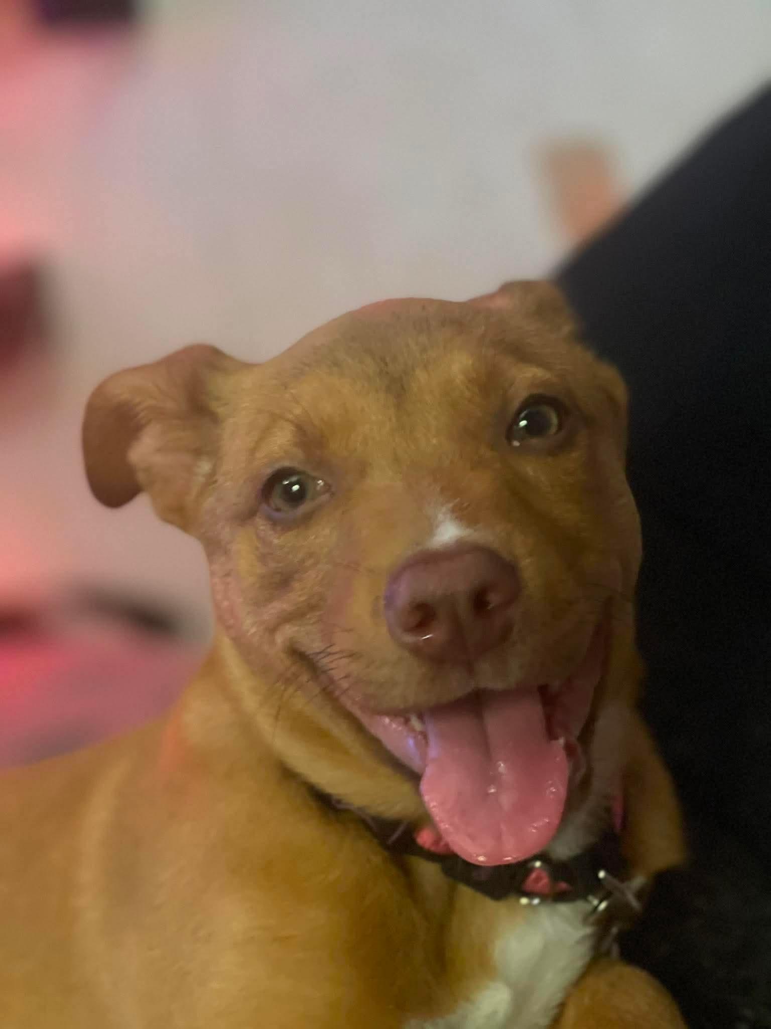 Jenny, a Adoptable Pit Bull Terrier in Duluth, MN image 1/2