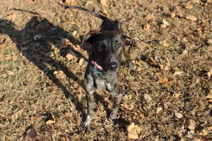 Bluey, Adoptable, Adult Female Catahoula Leopard Dog & Mixed Breed.