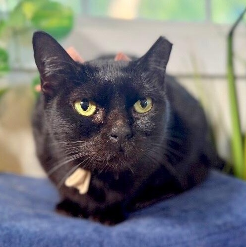 Annabelle Daniel — thumbnail 2