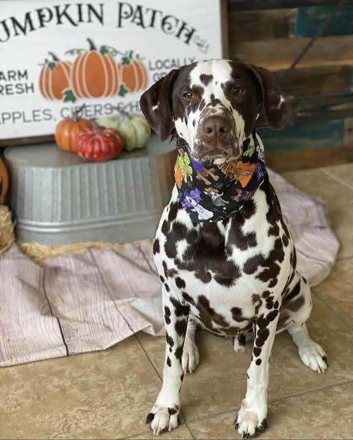 Rio-Gulf Breeze, FL, a Adoptable Dalmatian in Gulf Breeze, FL image 1/6