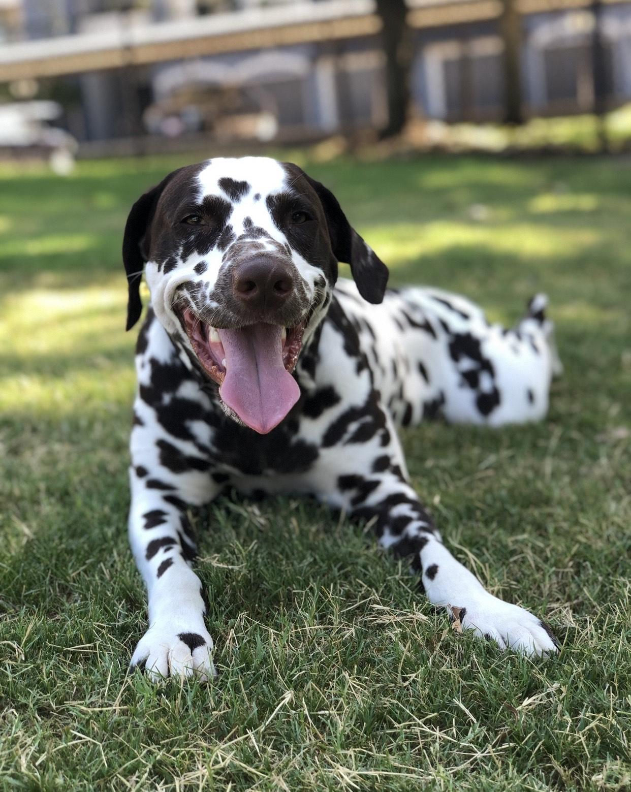 Rio-Gulf Breeze, FL, a Adoptable Dalmatian in Gulf Breeze, FL image 6/6