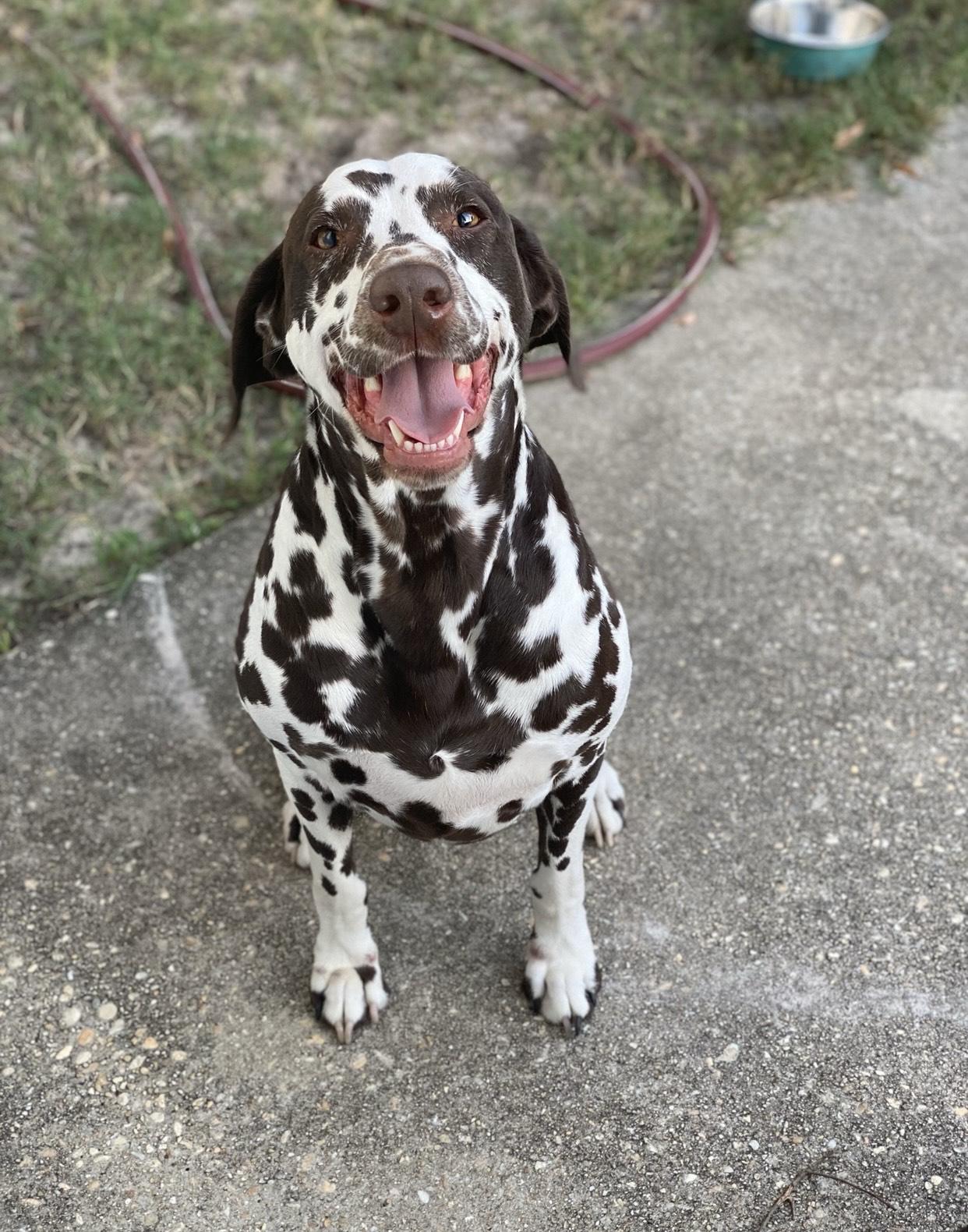 Rio-Gulf Breeze, FL, a Adoptable Dalmatian in Gulf Breeze, FL image 4/6