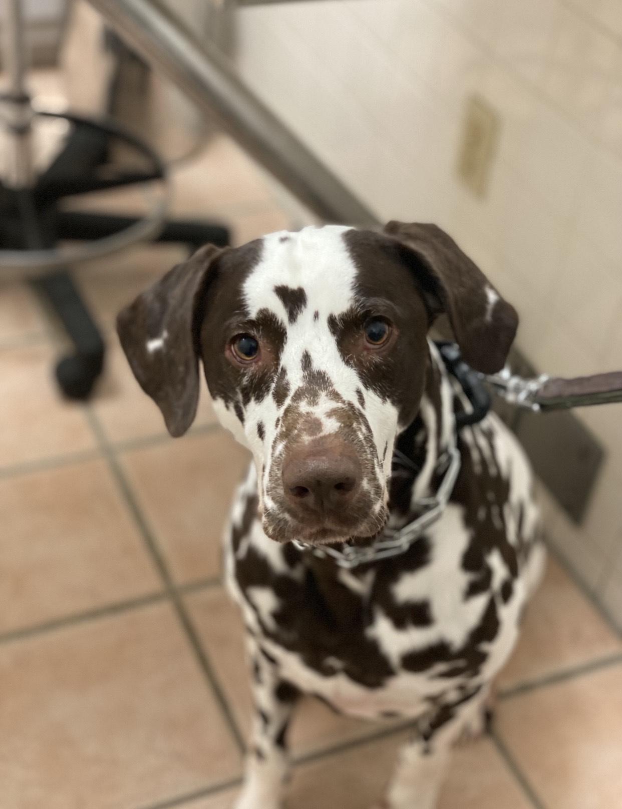 Rio-Gulf Breeze, FL, a Adoptable Dalmatian in Gulf Breeze, FL image 3/6