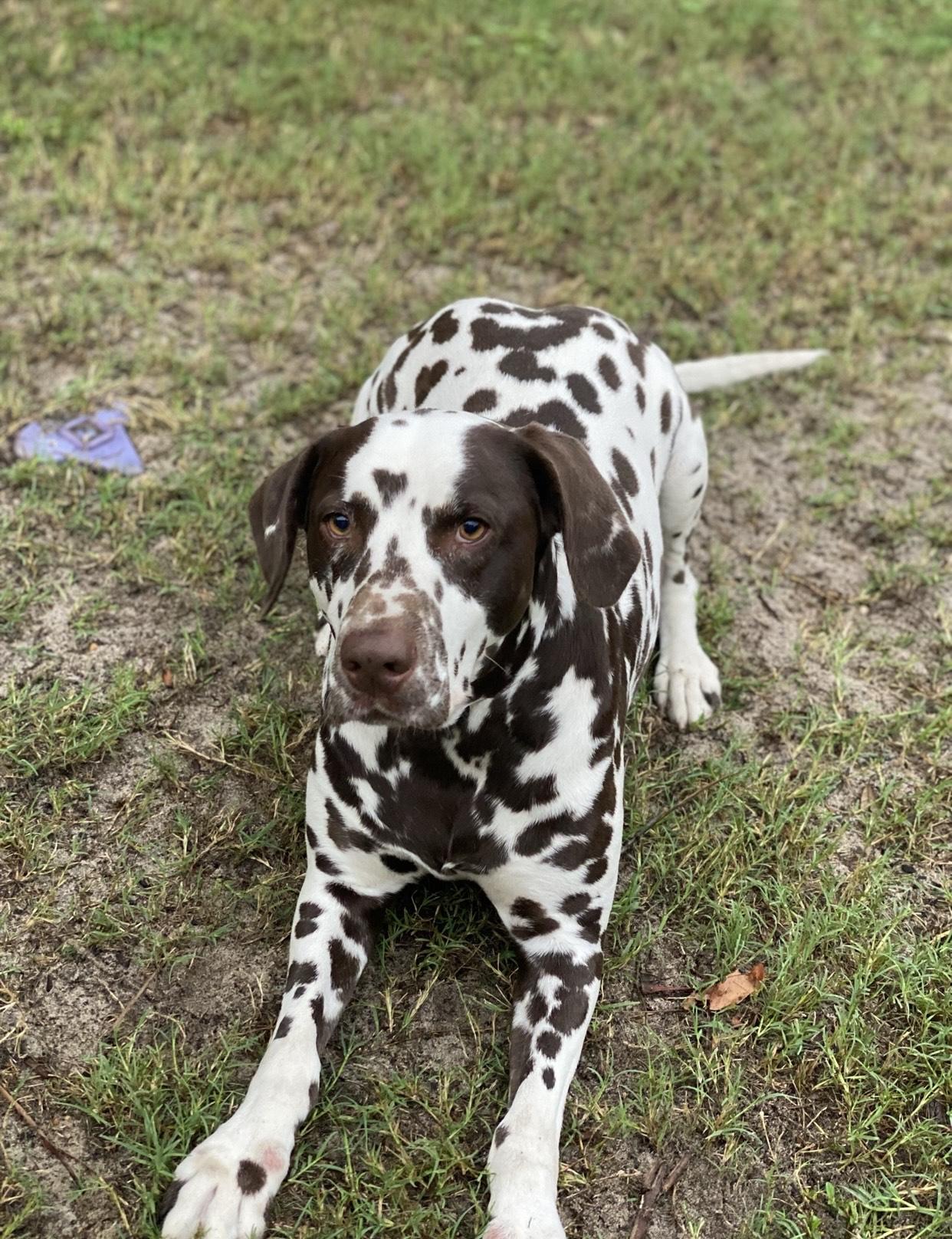 Rio-Gulf Breeze, FL, a Adoptable Dalmatian in Gulf Breeze, FL image 2/6