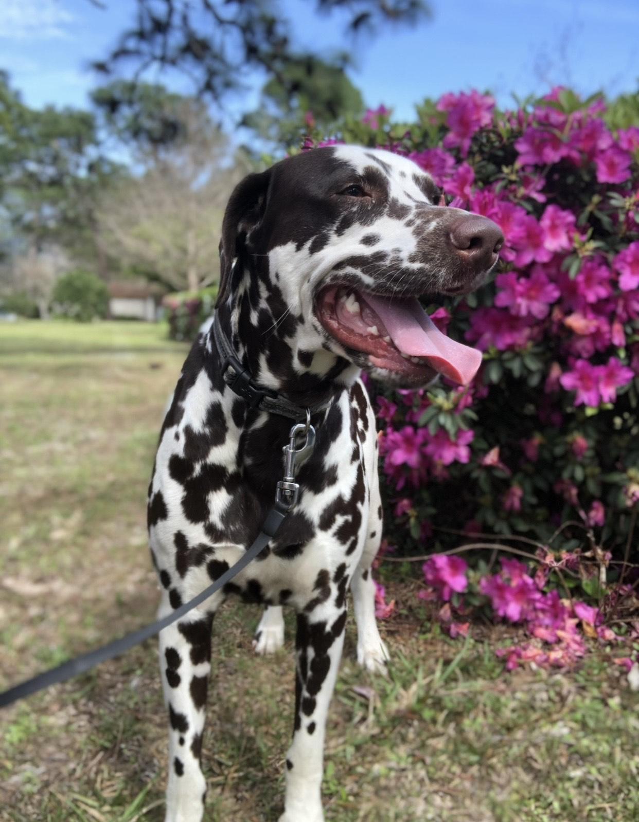 Rio-Gulf Breeze, FL, a Adoptable Dalmatian in Gulf Breeze, FL image 5/6