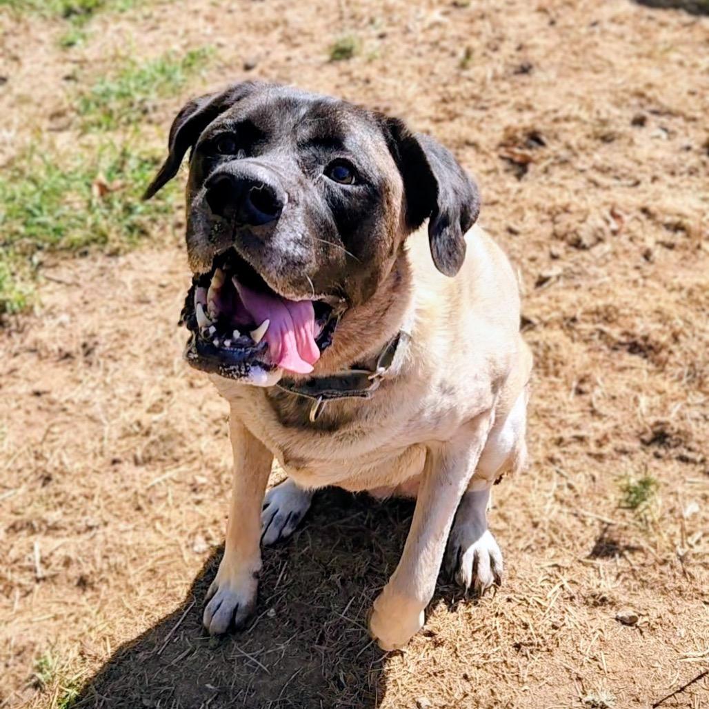 Enlarge Bellatrix aka "Willow Eliza", a Adoptable Mastiff in Festus, MO image 1/4