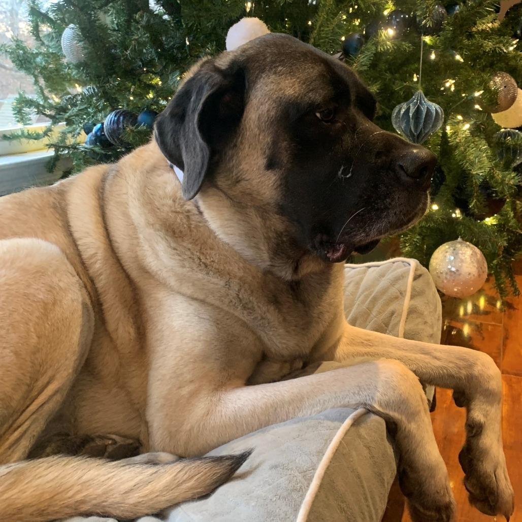 Enlarge Bellatrix, a Adoptable Mastiff in Festus, MO image 1/6