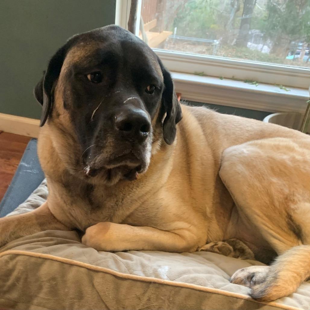 Enlarge Bellatrix, a Adoptable Mastiff in Festus, MO image 3/6