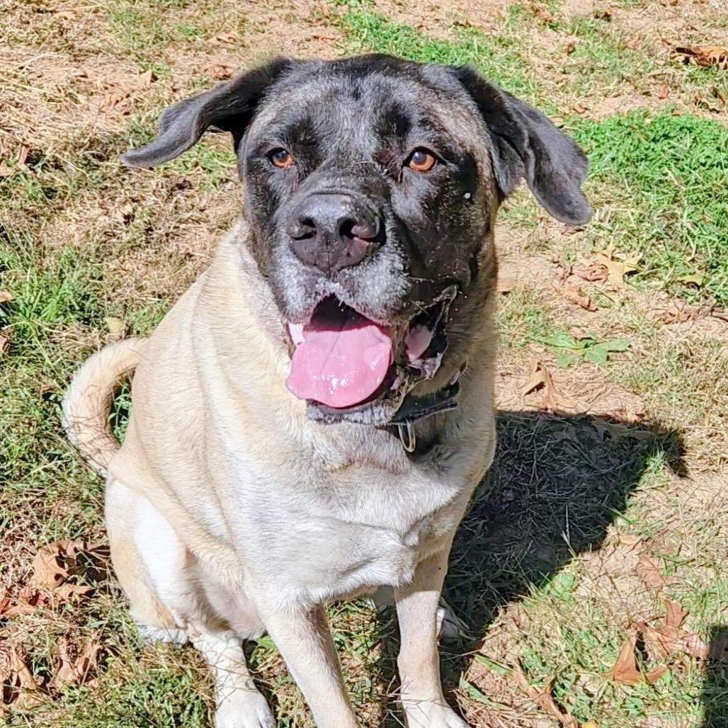 Enlarge Bellatrix aka "Willow Eliza", a Adoptable Mastiff in Festus, MO image 2/4