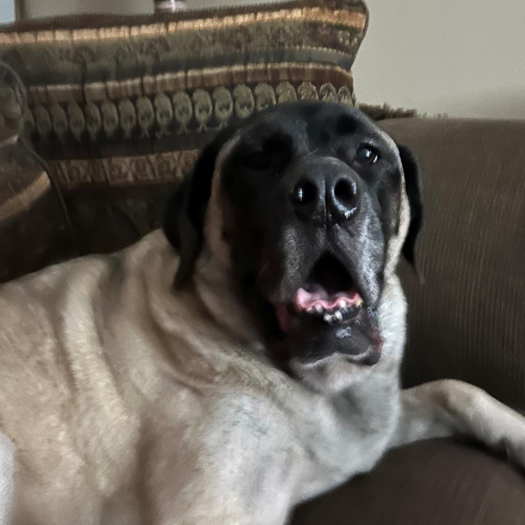 Enlarge Bellatrix, a Adoptable Mastiff in Festus, MO image 4/6