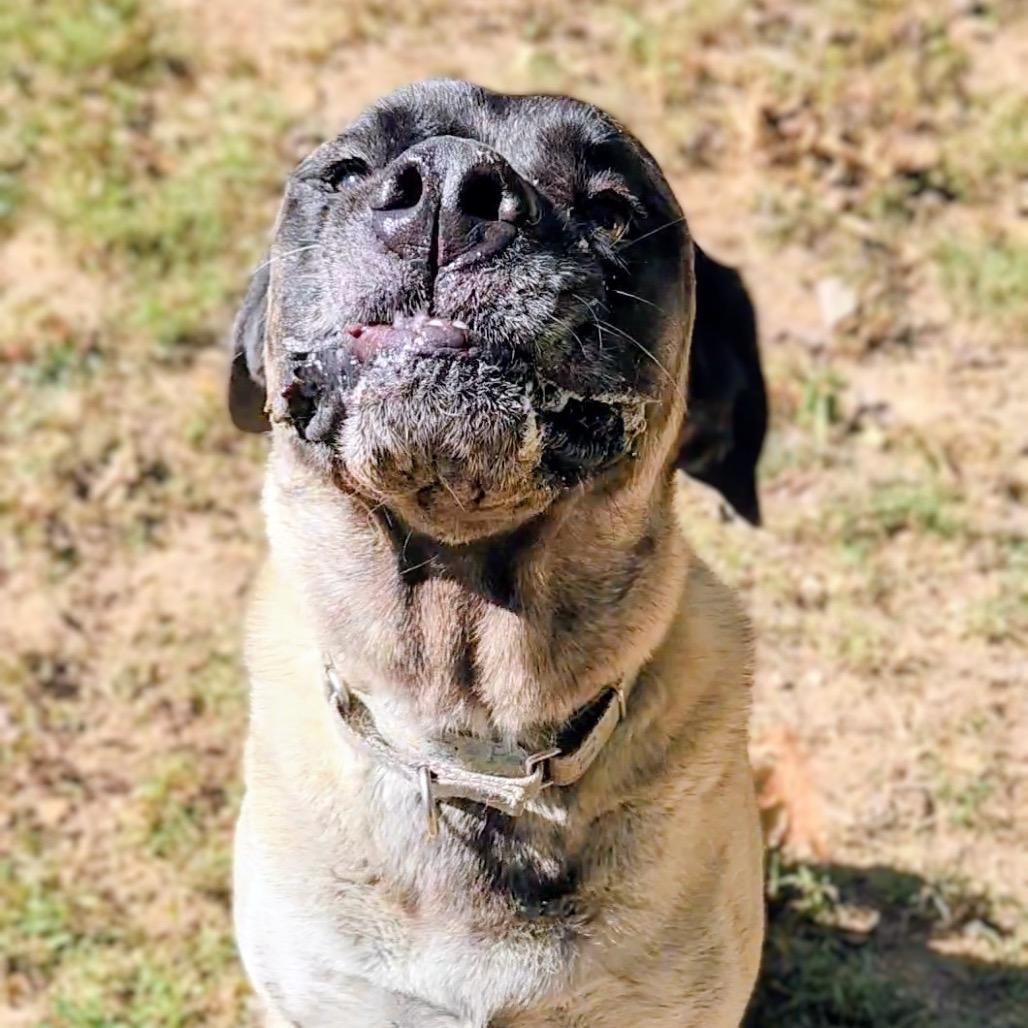 Enlarge Bellatrix aka "Willow Eliza", a Adoptable Mastiff in Festus, MO image 3/4