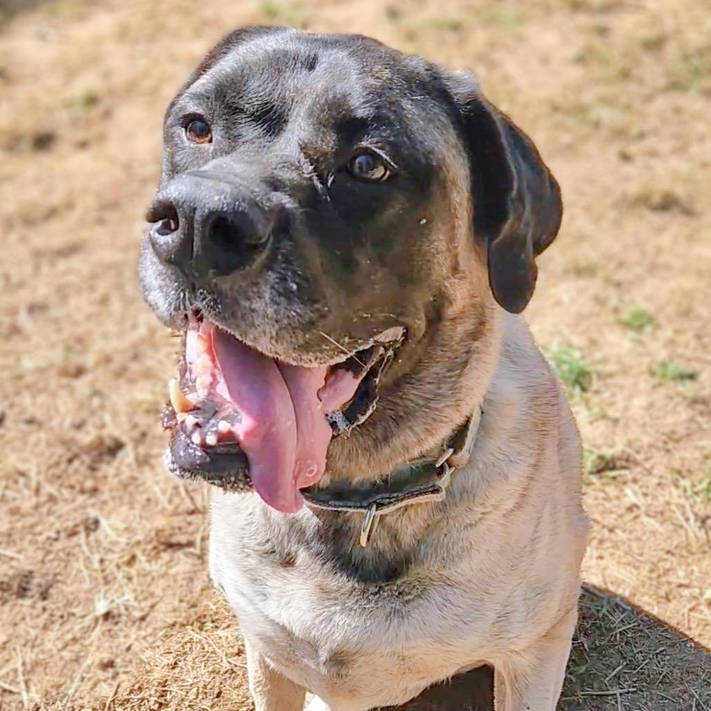 Enlarge Bellatrix aka "Willow Eliza", a Adoptable Mastiff in Festus, MO image 4/4