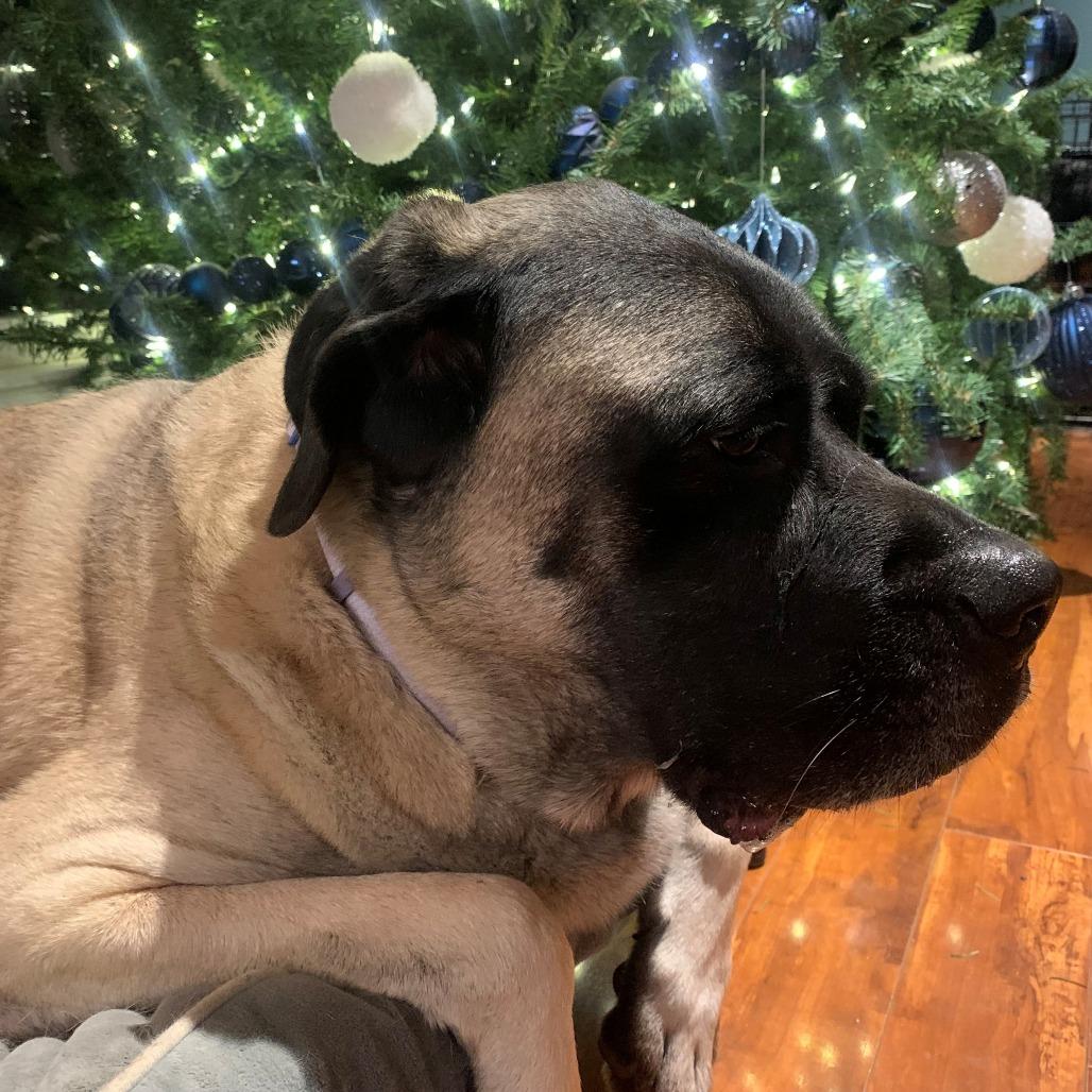 Enlarge Bellatrix, a Adoptable Mastiff in Festus, MO image 5/6