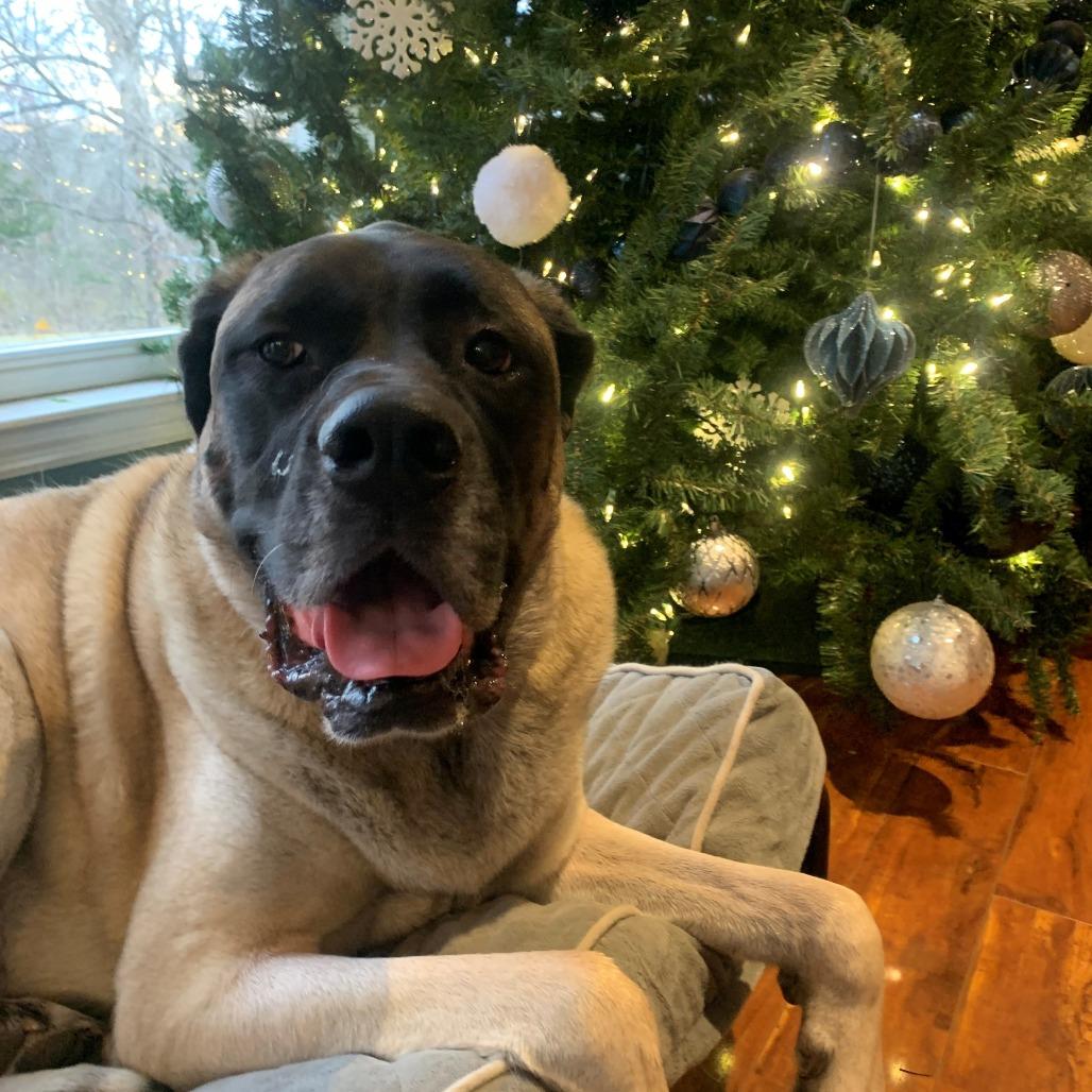 Enlarge Bellatrix, a Adoptable Mastiff in Festus, MO image 6/6