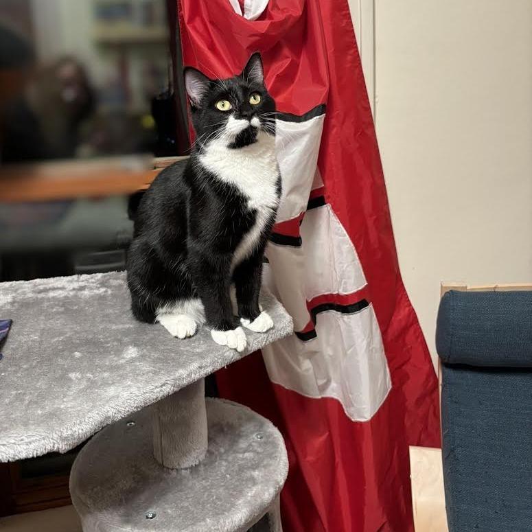 Patrick Star, Adoptable, Young Male Domestic Short Hair.