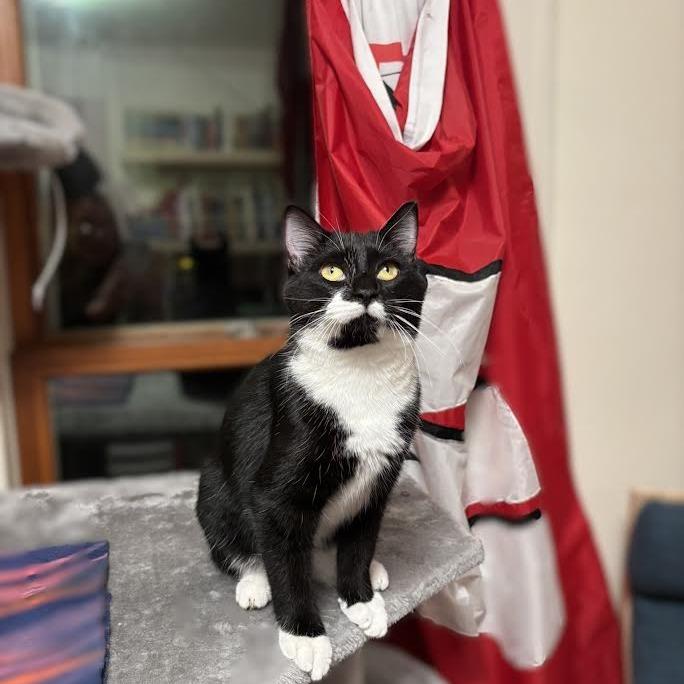 Enlarge Patrick Star, a Adoptable Domestic Short Hair in Madison, WI image 2/3