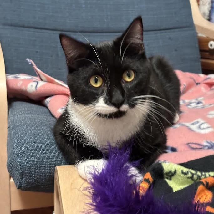 Enlarge Patrick Star, a Adoptable Domestic Short Hair in Madison, WI image 3/3