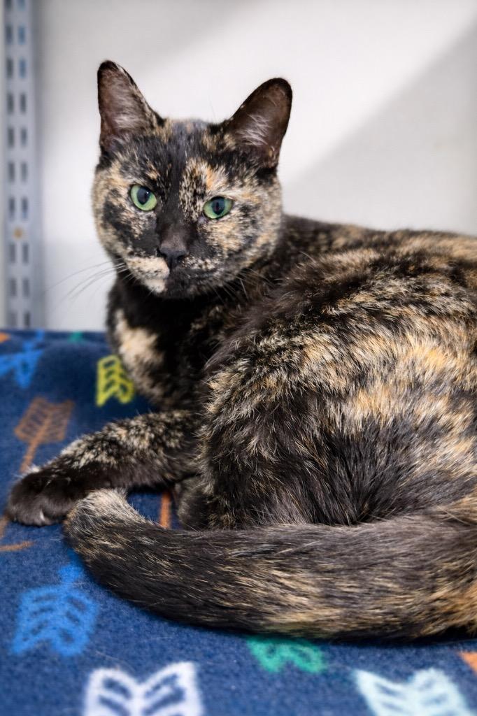 Vacherin Fribourgeois, Adoptable, Adult Female Domestic Short Hair.