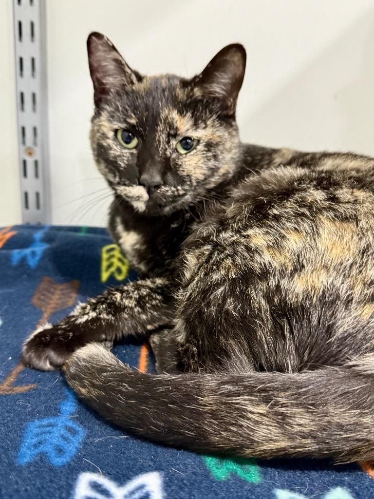 Enlarge Vacherin Fribourgeois, a Adoptable mixed breed in Fort Lupton, CO image 1/3