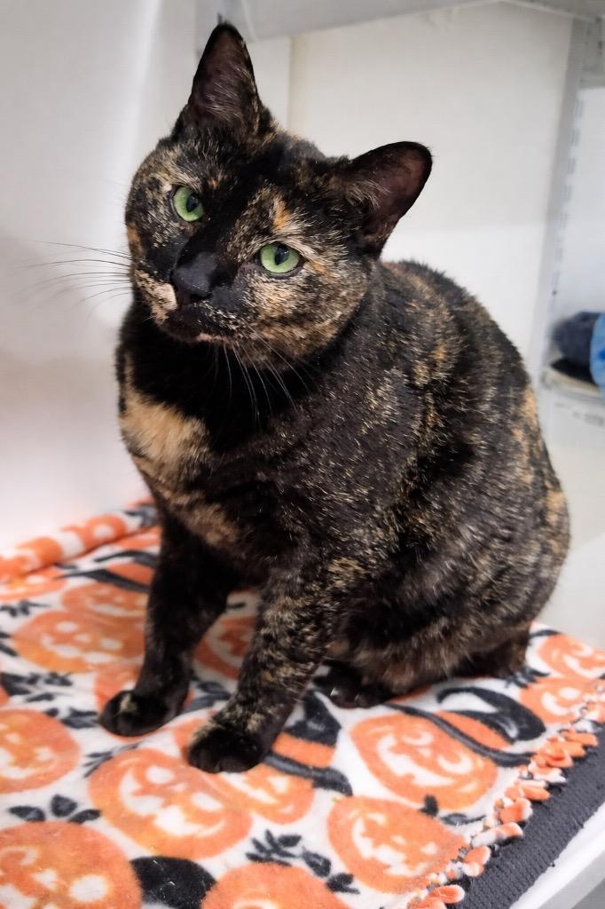 Vacherin Fribourgeois, Adoptable, Adult Female Domestic Short Hair.