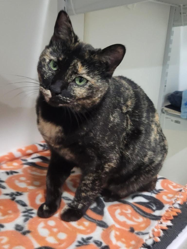 Enlarge Vacherin Fribourgeois, a Adoptable mixed breed in Fort Lupton, CO image 2/3