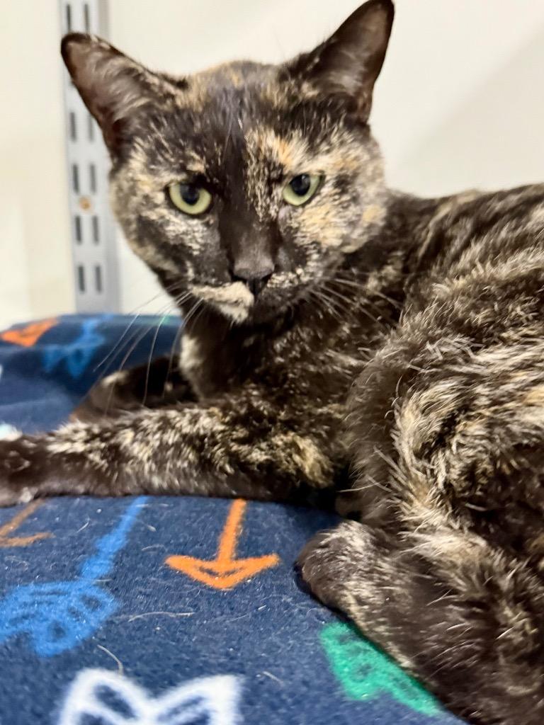 Enlarge Vacherin Fribourgeois, a Adoptable mixed breed in Fort Lupton, CO image 3/3