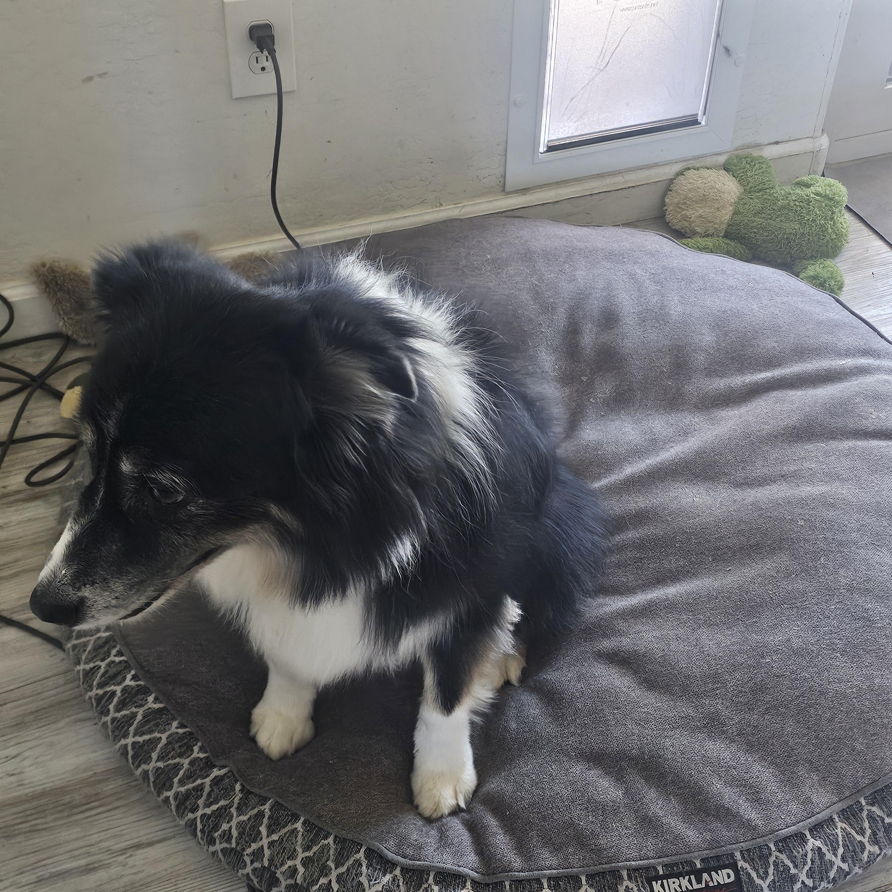Enlarge Mia, an adopted Australian Shepherd in Buckeye, AZ image 5/6