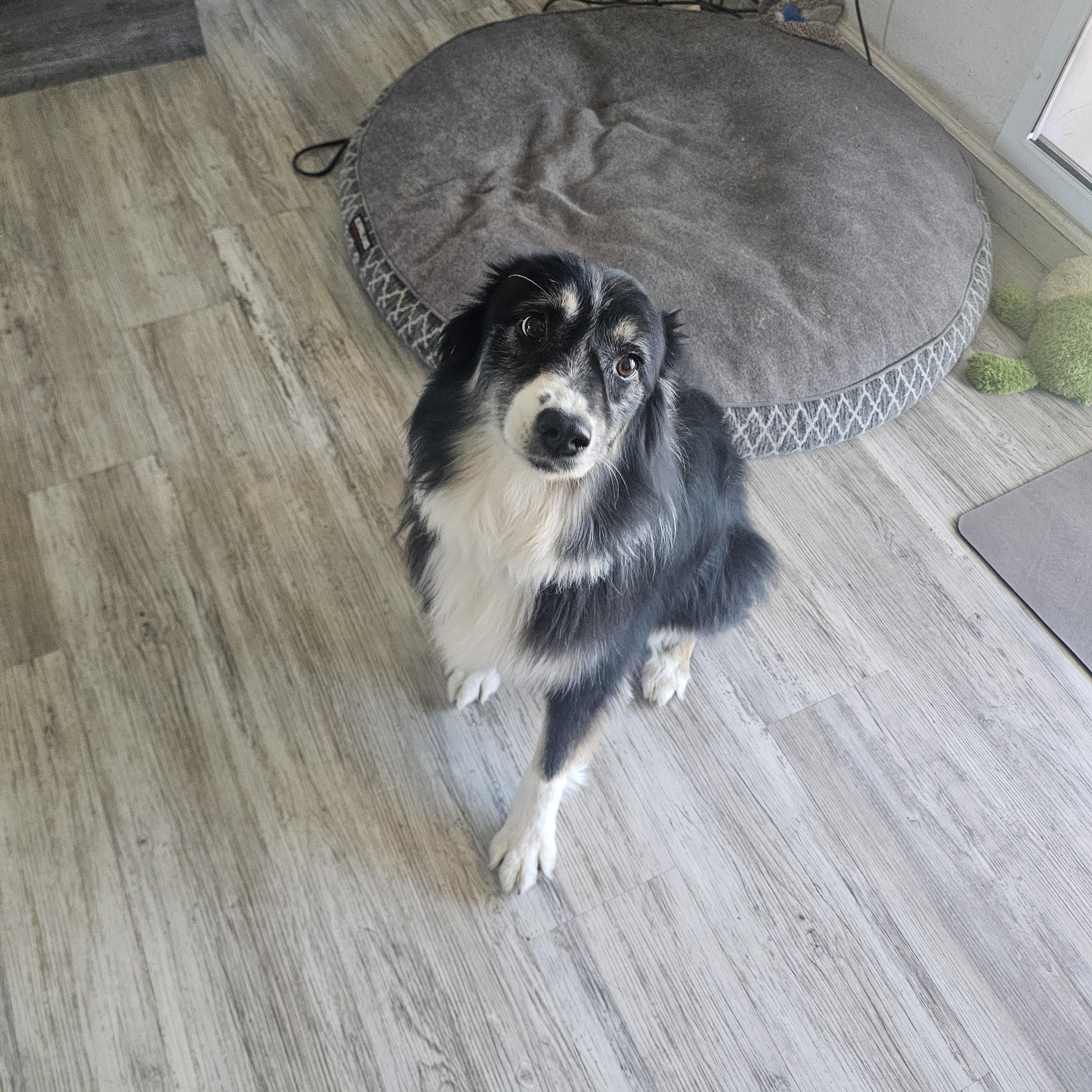 Enlarge Mia, an adopted Australian Shepherd in Buckeye, AZ image 2/6