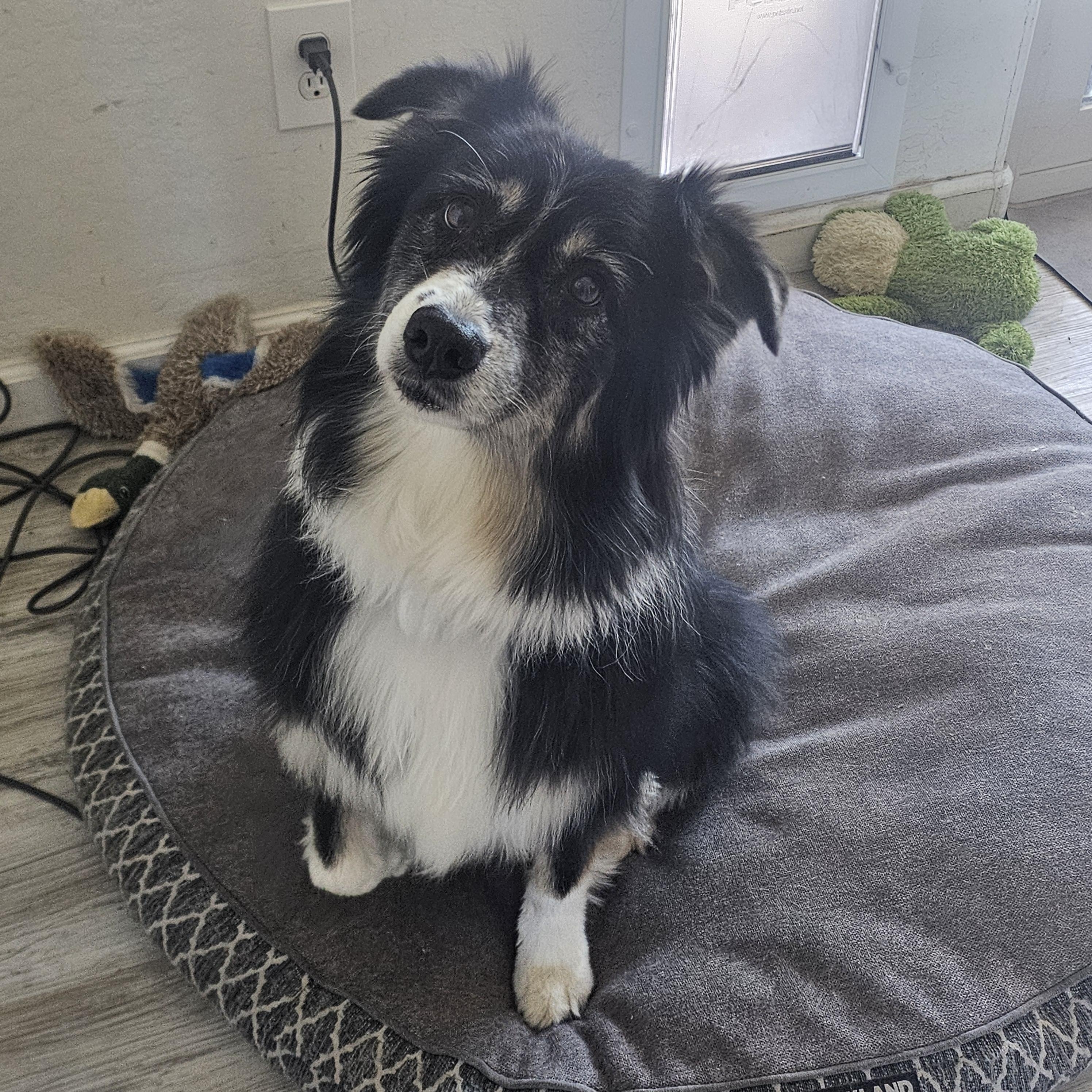 Mia, adopted, Adult Female Australian Shepherd.