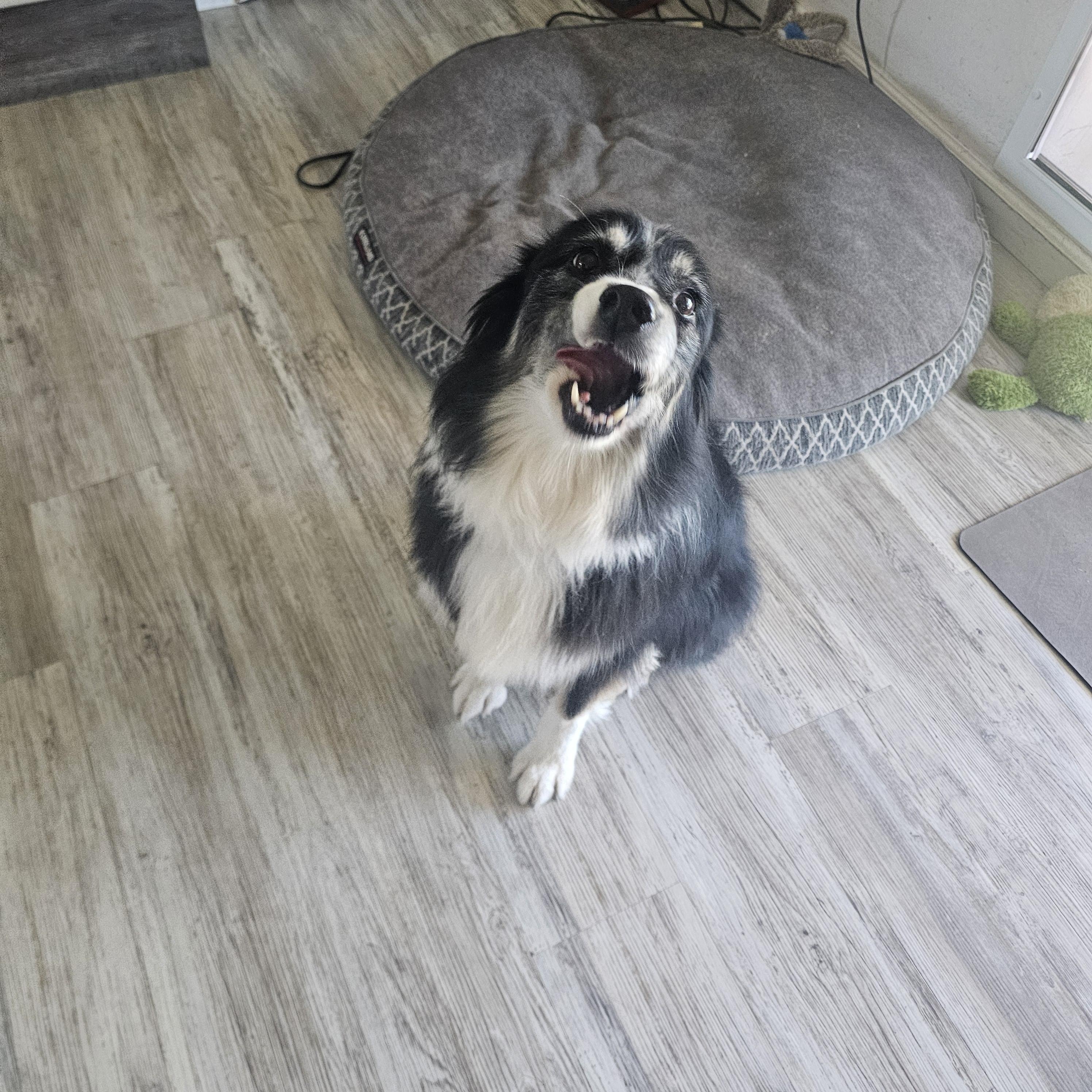 Enlarge Mia, an adopted Australian Shepherd in Buckeye, AZ image 4/6