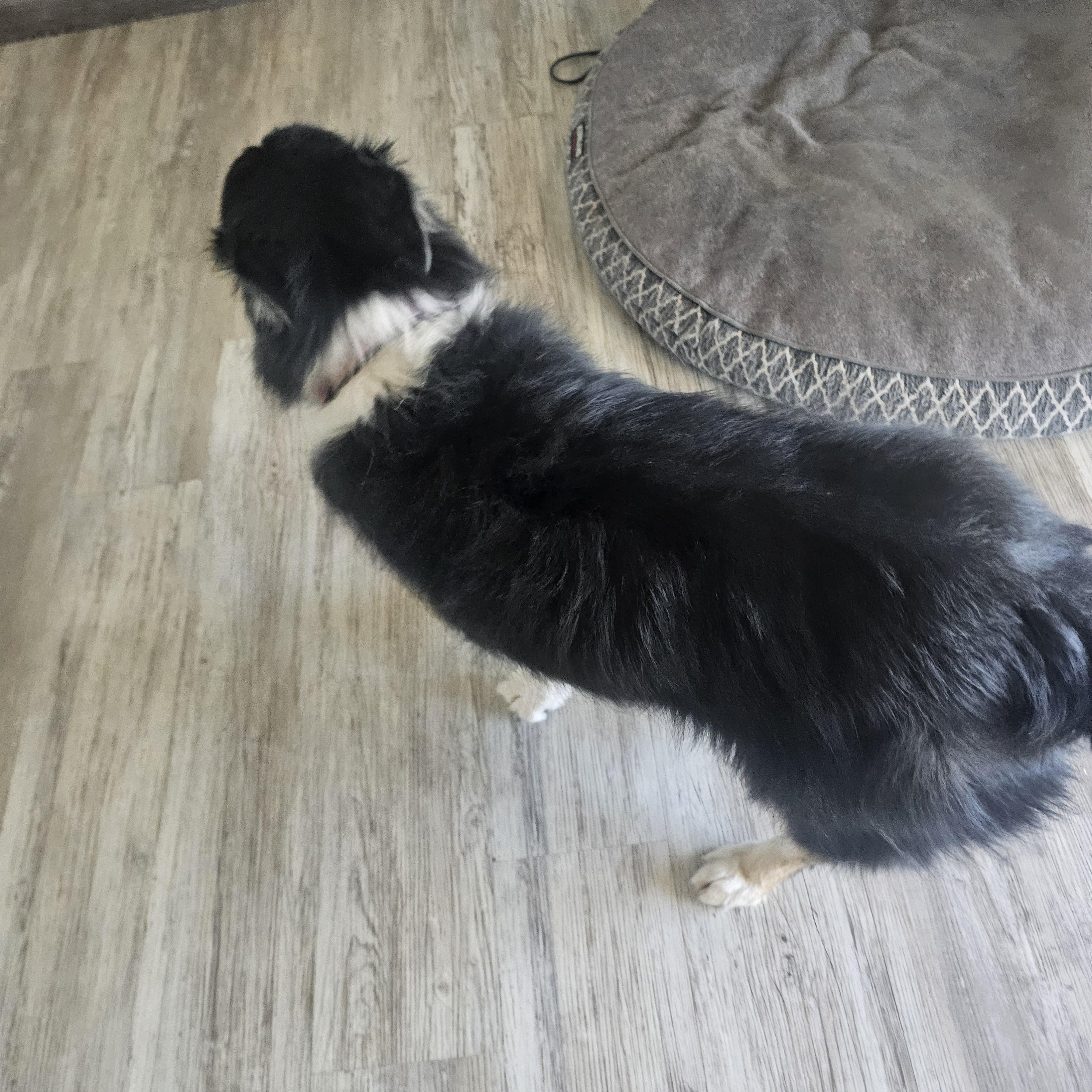 Enlarge Mia, an adopted Australian Shepherd in Buckeye, AZ image 3/6