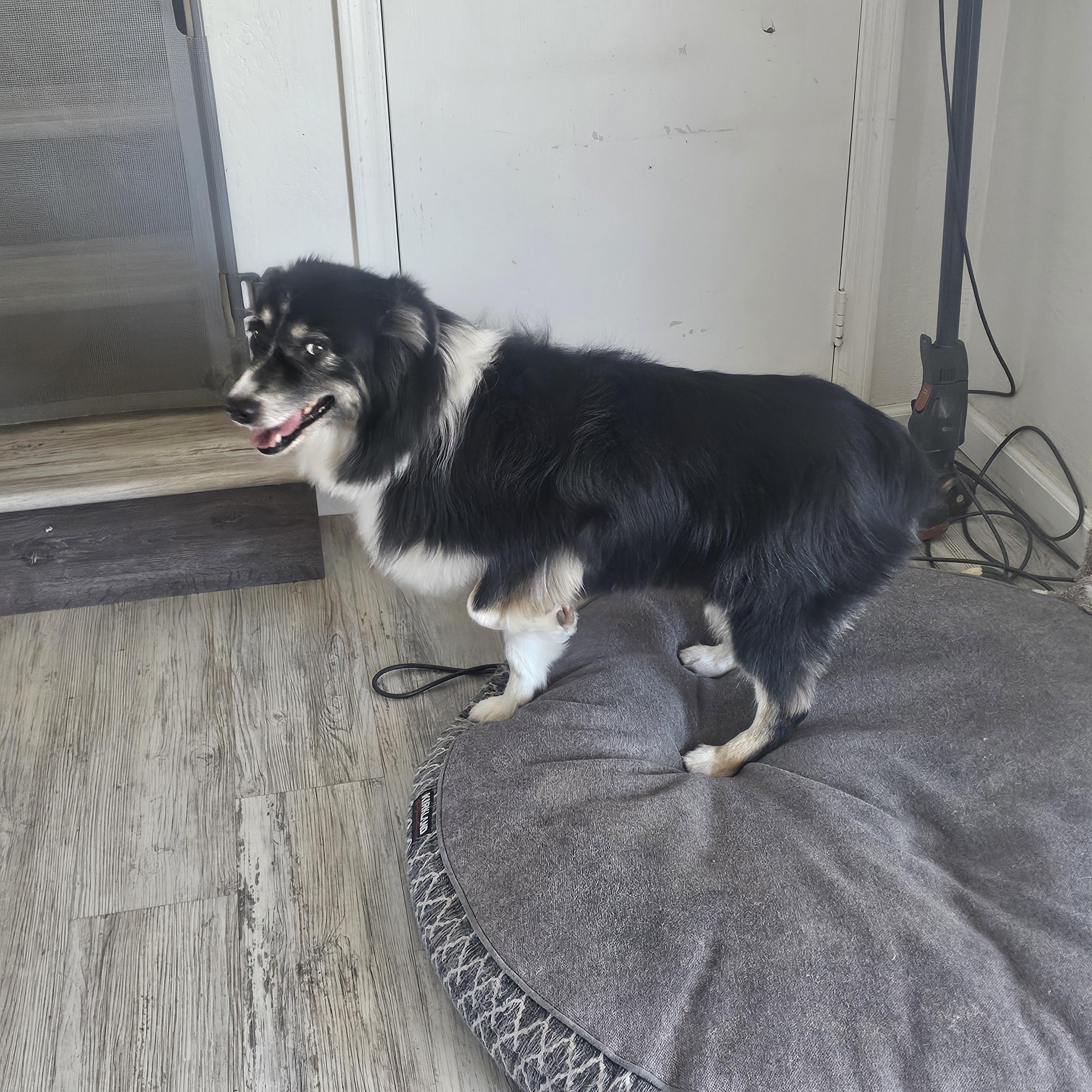 Enlarge Mia, an adopted Australian Shepherd in Buckeye, AZ image 6/6