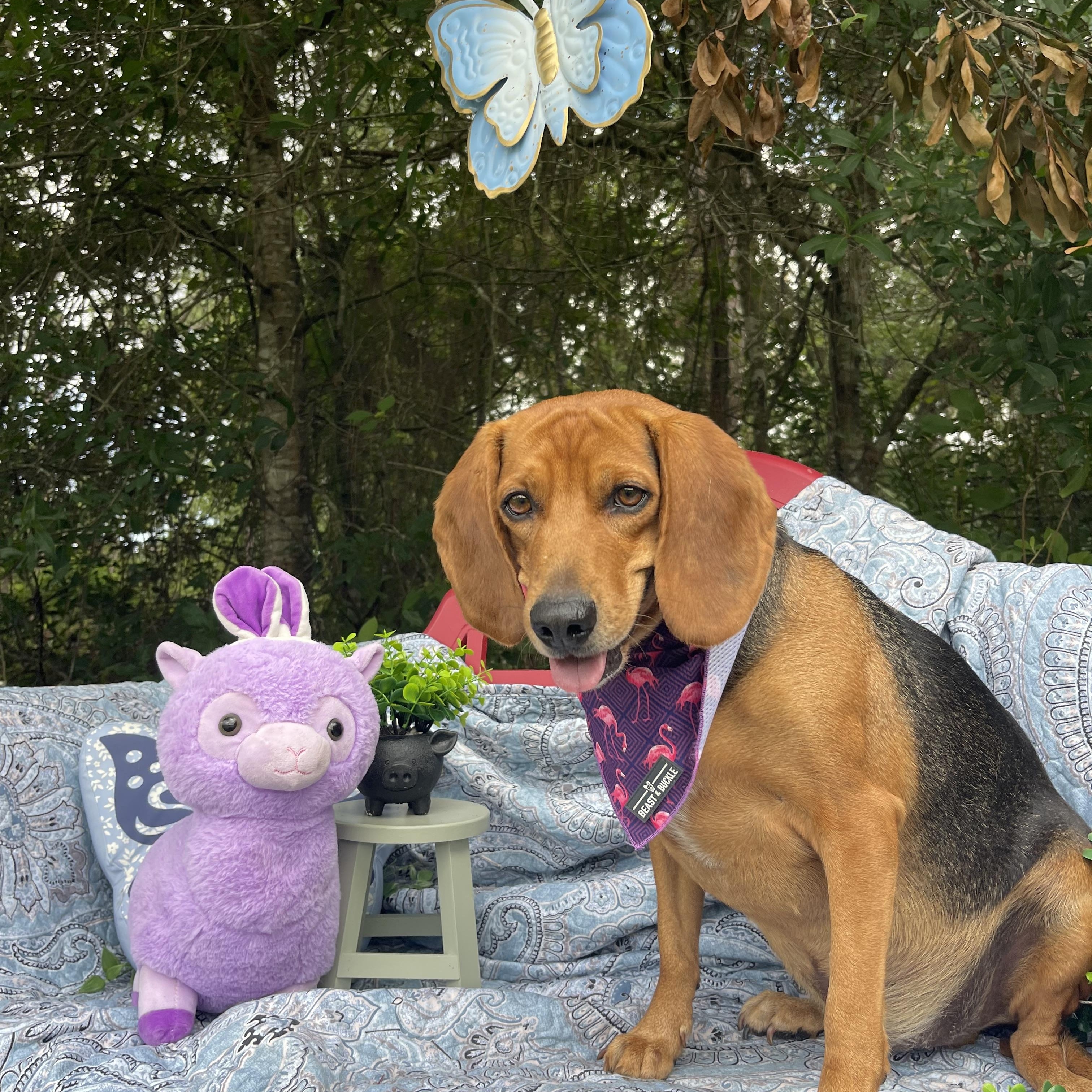 Beaux, an adopted mixed breed in Sebring, FL image 6/6