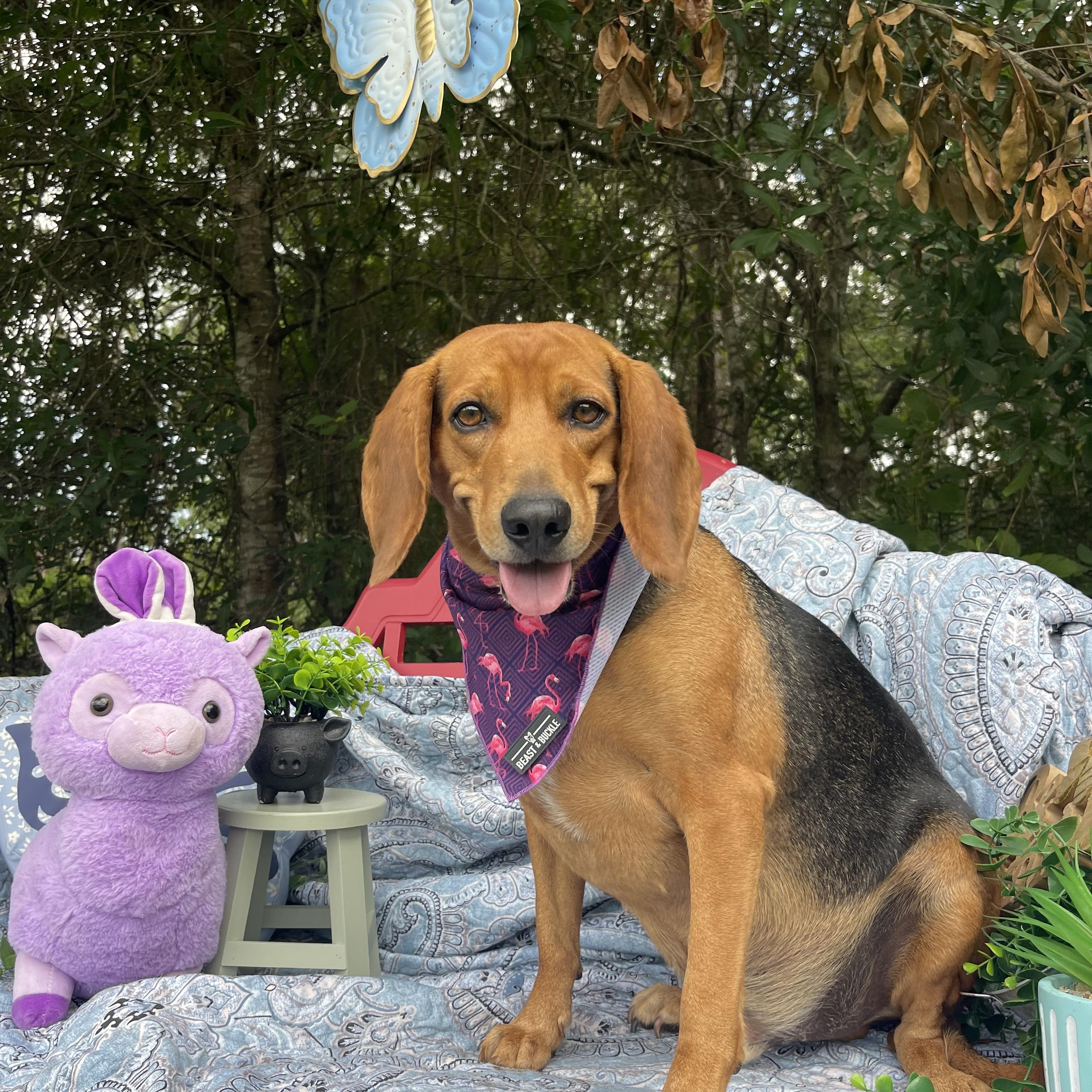 Beaux, an adopted mixed breed in Sebring, FL image 3/6