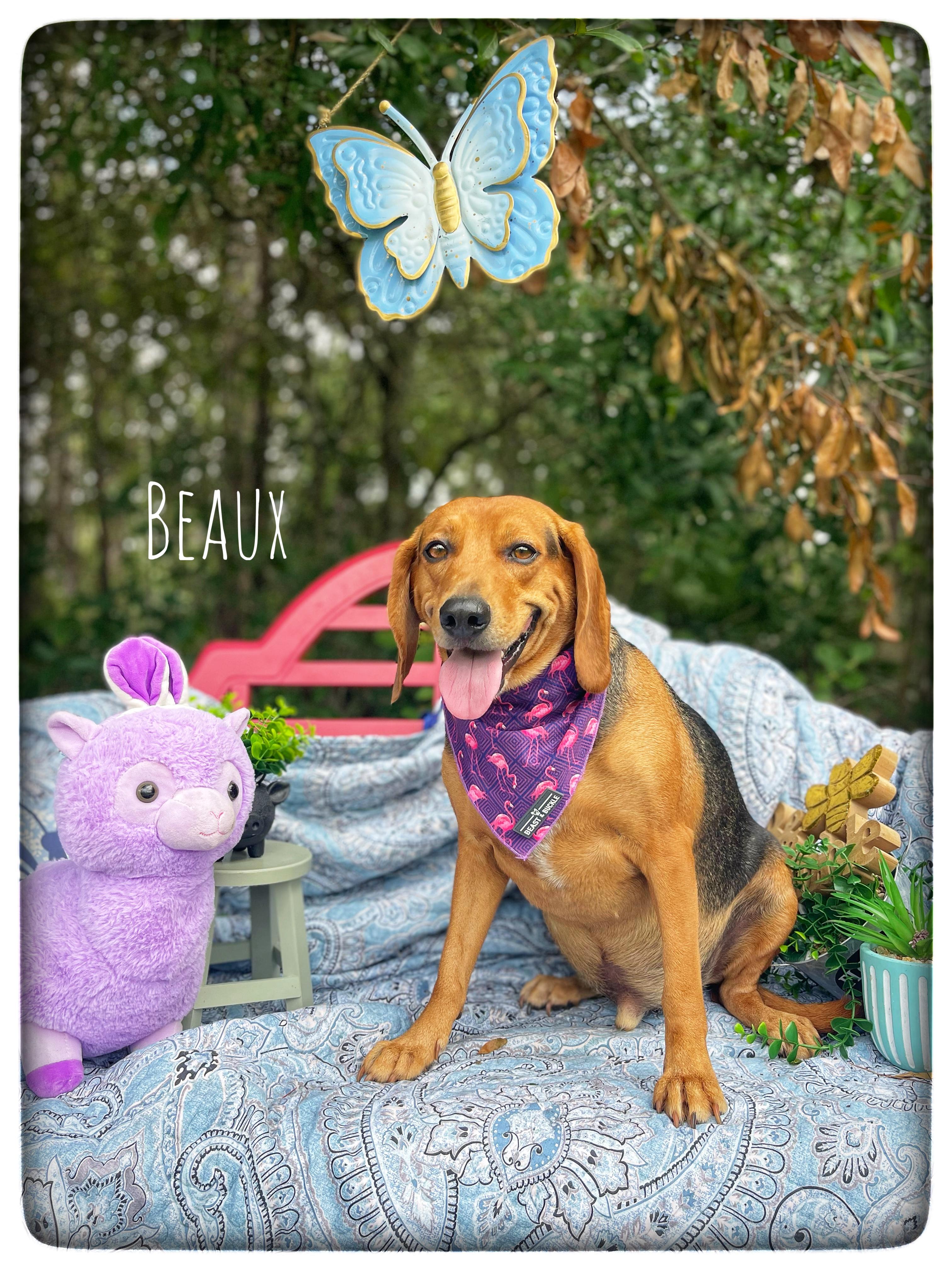 Beaux, an adopted mixed breed in Sebring, FL image 1/6