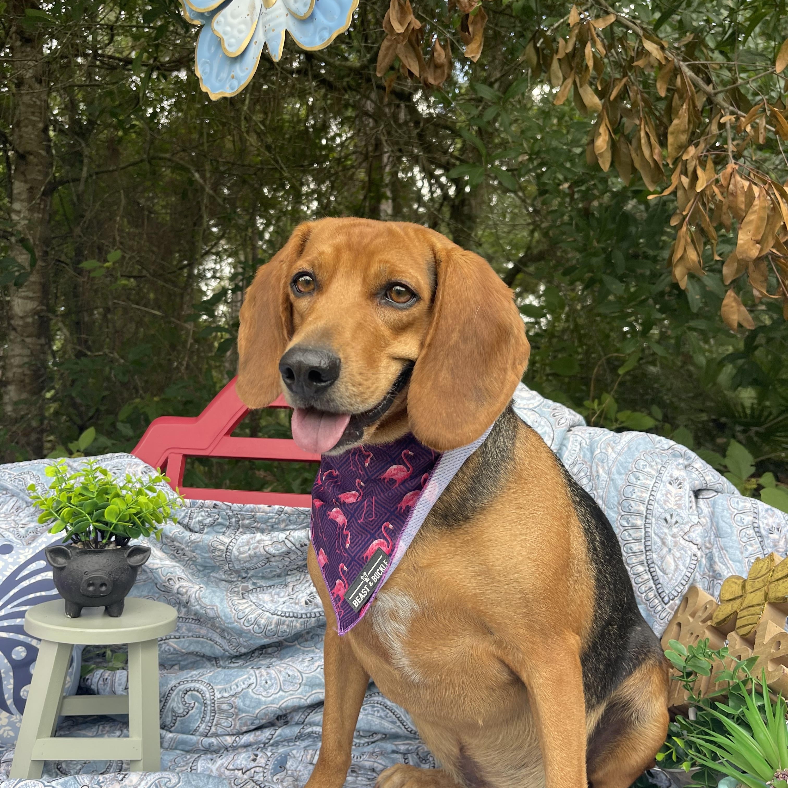 Beaux, an adopted mixed breed in Sebring, FL image 4/6
